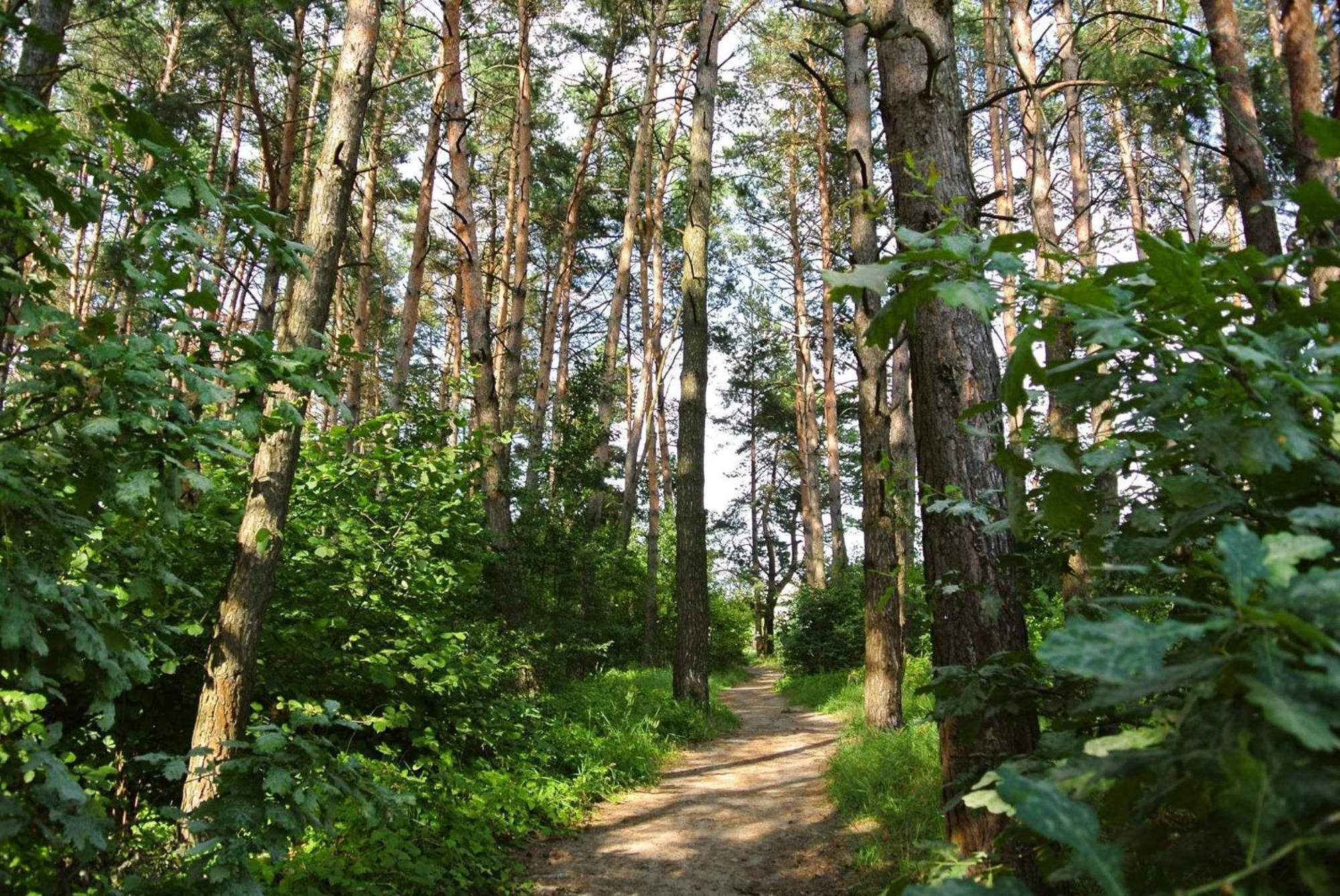 Вілла Scandinavia Bungalow Kam'yana Hora Екстер'єр фото